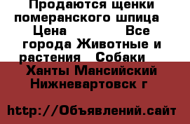 Продаются щенки померанского шпица › Цена ­ 45 000 - Все города Животные и растения » Собаки   . Ханты-Мансийский,Нижневартовск г.